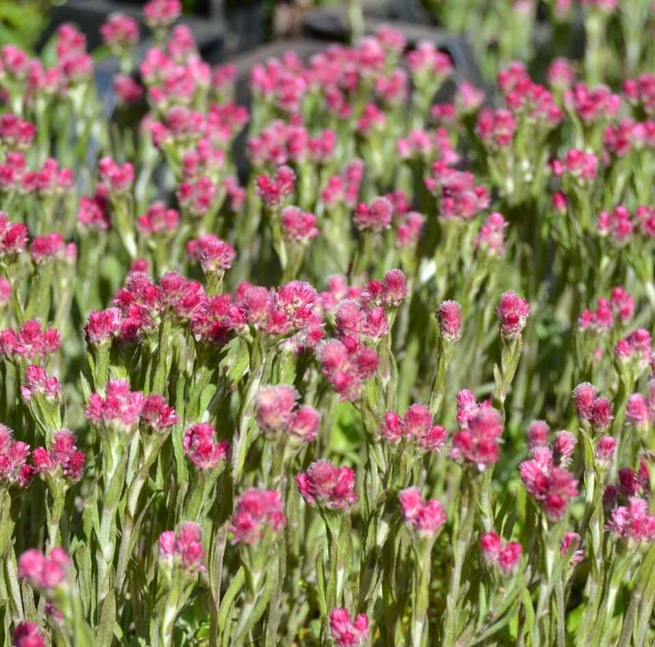 Taimet - Perennojen pikkutaimet - Korpikangas Siemen-Frö