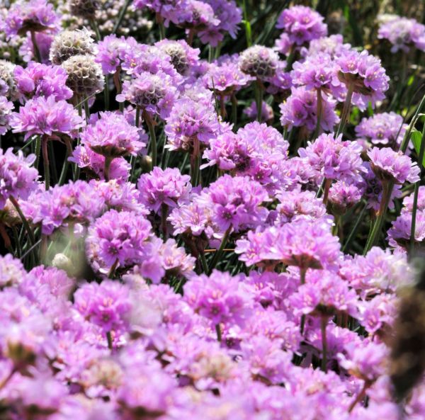 Tuvtrift, pluggplanta