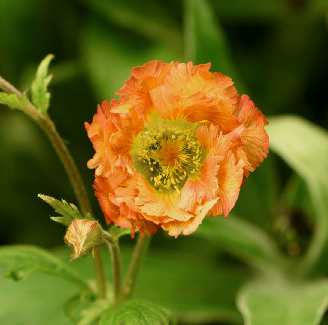 Fingerört, pluggplanta