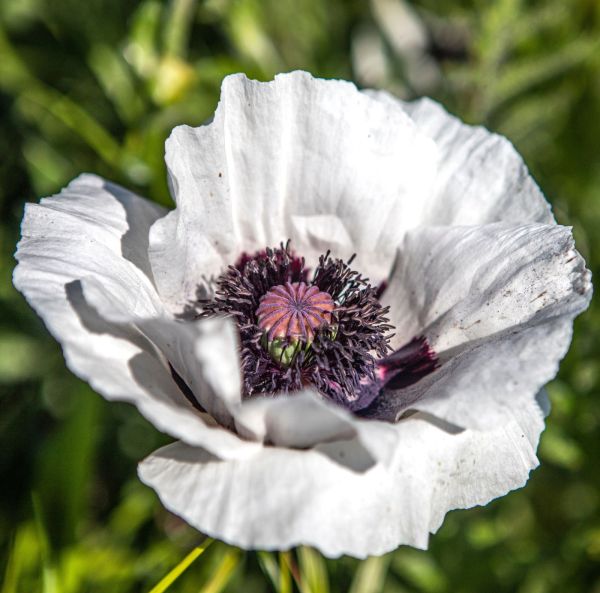 Idänunikko, Tarhaidänunikko-3