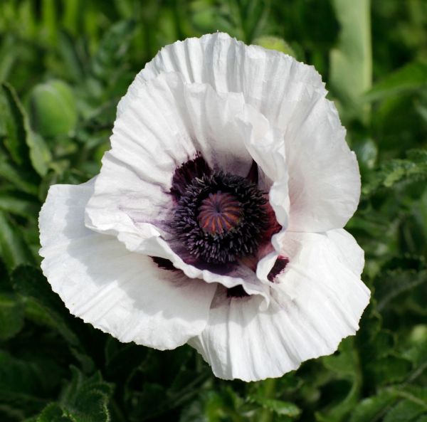 Idänunikko, Tarhaidänunikko-2