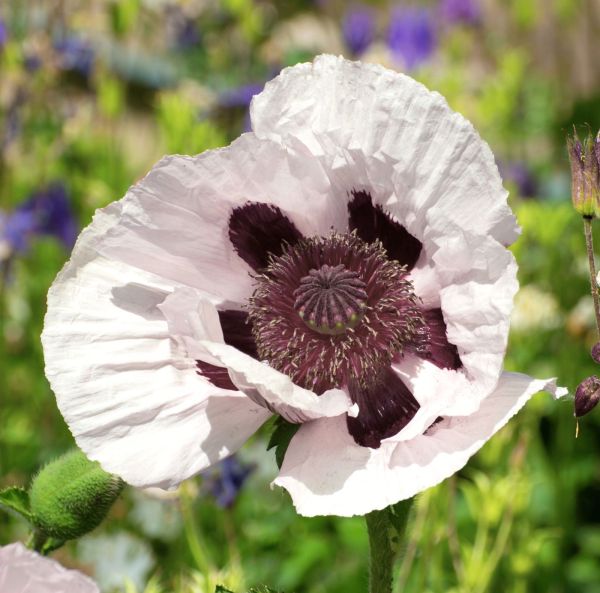 Idänunikko, Tarhaidänunikko