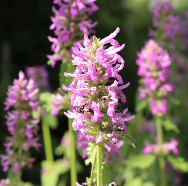 Humlesuga, pluggplanta