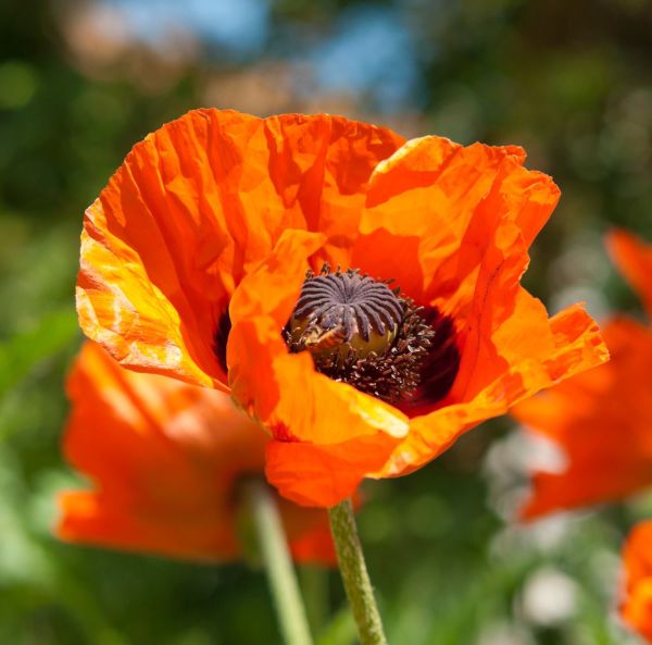 Idänunikko -Juurakko-2