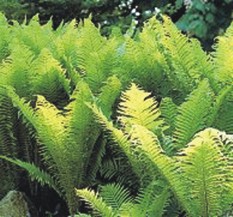 Kotkansiipi - Ruukkutaimi