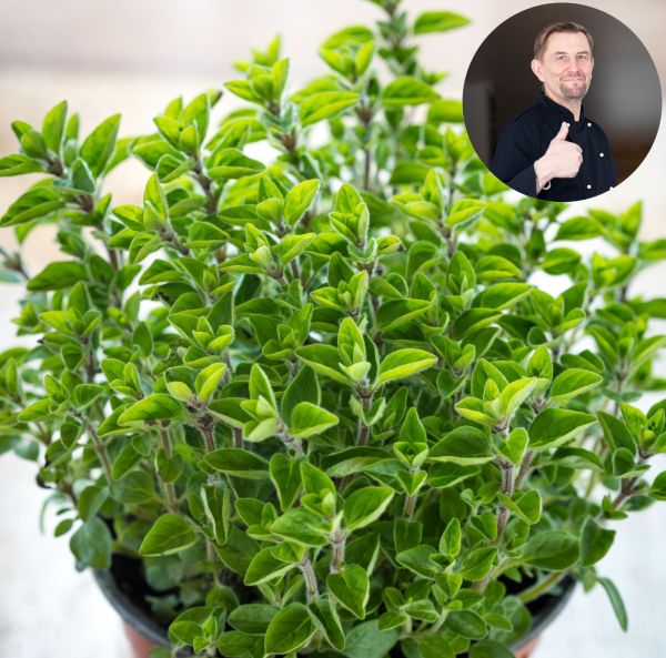 Oregano, Kreikkalainen