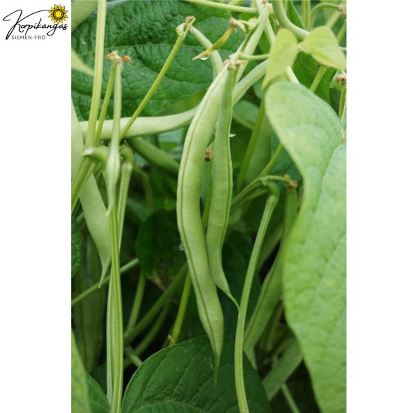 Pensaspapu, taittopapu-2