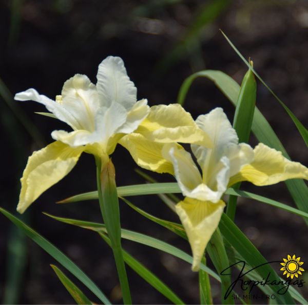 Siperiankurjenmiekka Juurakko-2