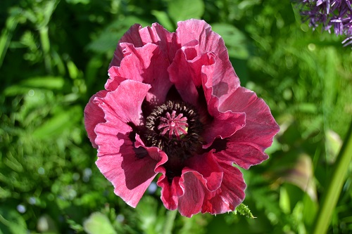 Idänunikko juurakko