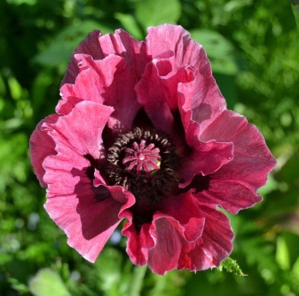 Idänunikko juurakko-2