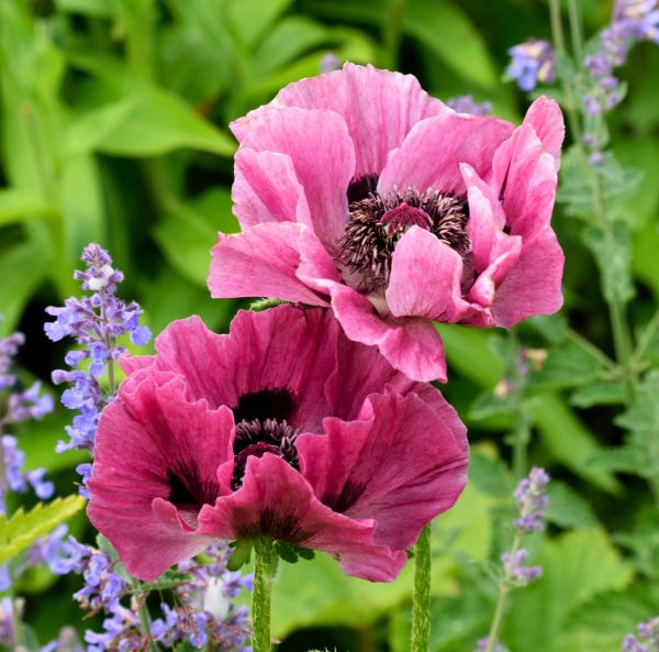 Idänunikko juurakko