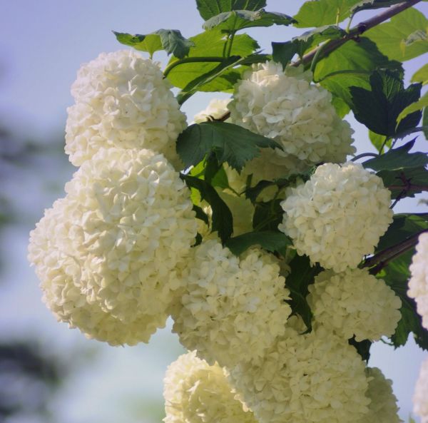 Kääpiökoiranheisi-3