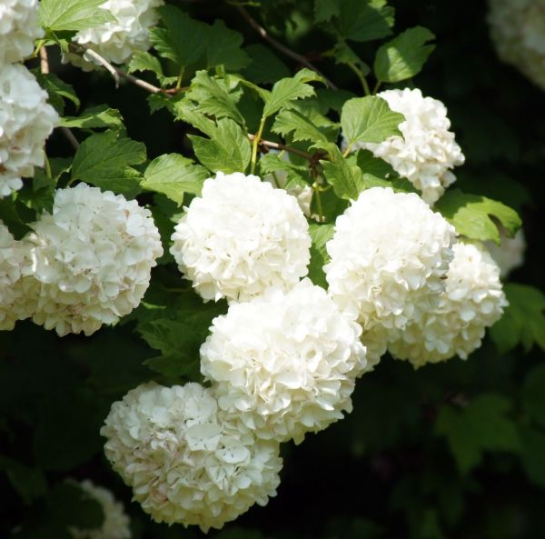 Kääpiökoiranheisi-4