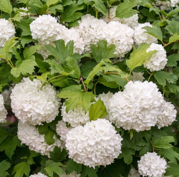 Kääpiökoiranheisi-2