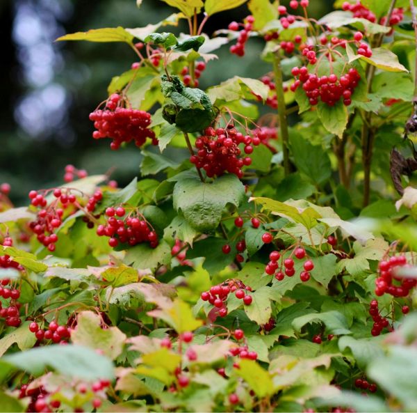 Kääpiökoiranheisi-6