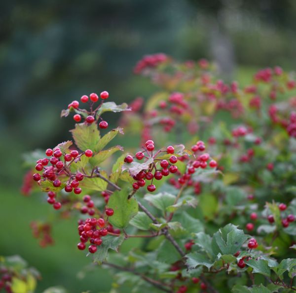 Kääpiökoiranheisi-5