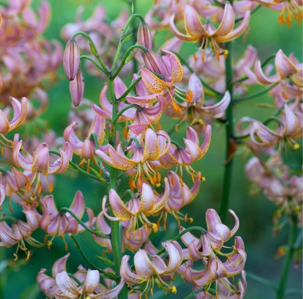 Mandarinlilja
