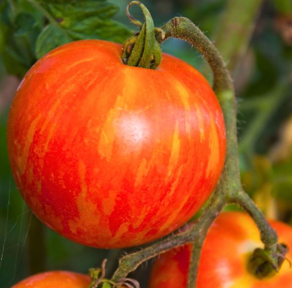 Tomaatti-2