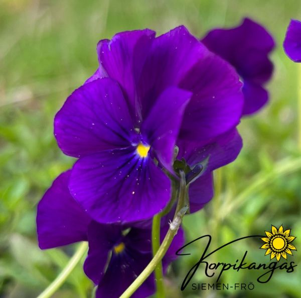 Hornviol, pluggplanta