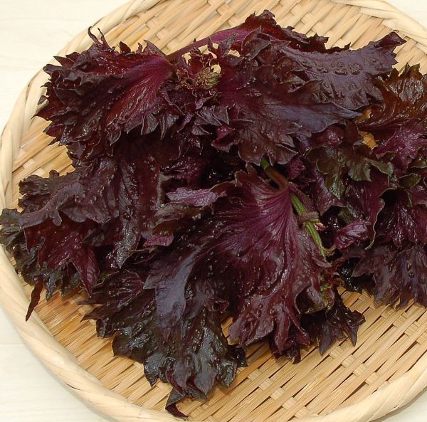 Kähäräveripeippi, perilla