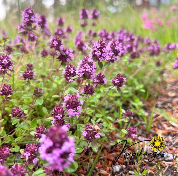 Kangasajuruoho