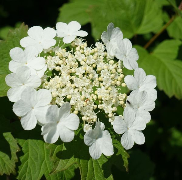 Kääpiökoiranheisi