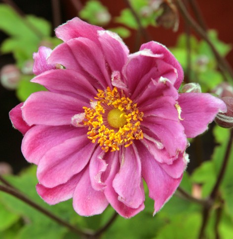 Höstanemon, pluggplanta