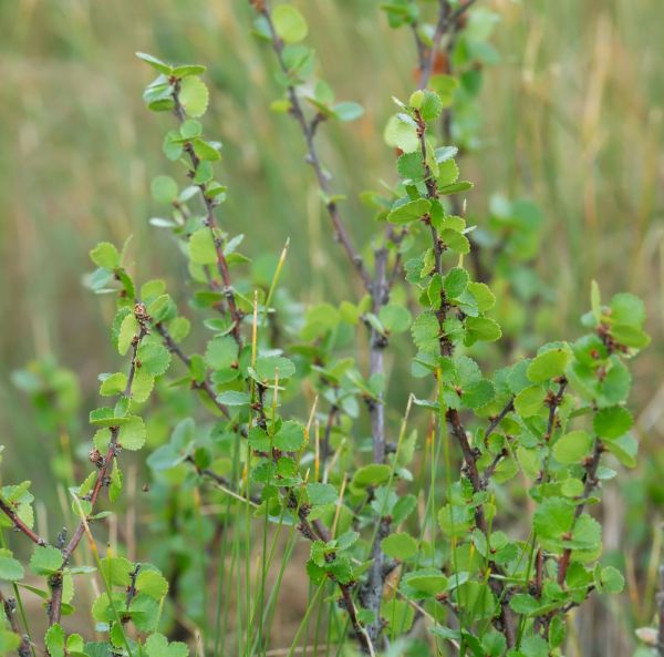 Grönlandisk björk