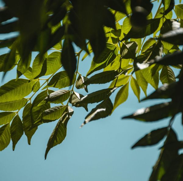 Amerikanjalopähkinä-2