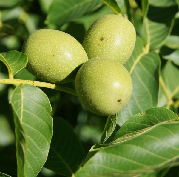 Amerikanjalopähkinä-3