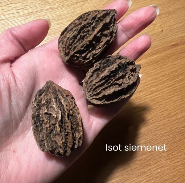 Amerikanjalopähkinä-4