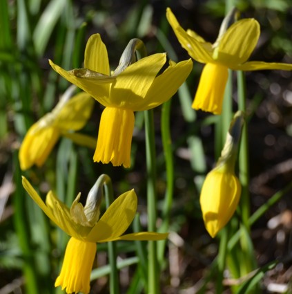 Syklaaminarsissi