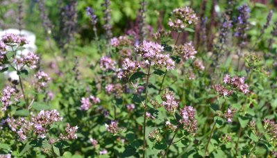 Ört Oregano, pluggplanta
