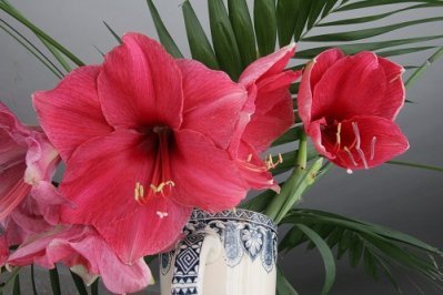 Amaryllis