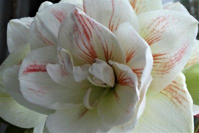 Amaryllis