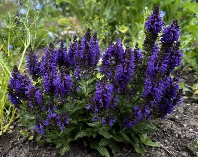 Praktsalvia, pluggplanta