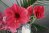 Amaryllis