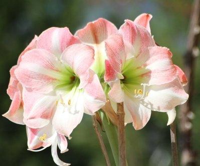 Amaryllis