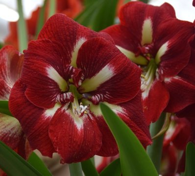Amaryllis