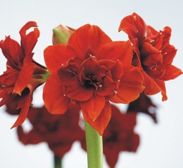 Amaryllis