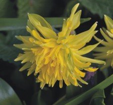Orkideanarsissi