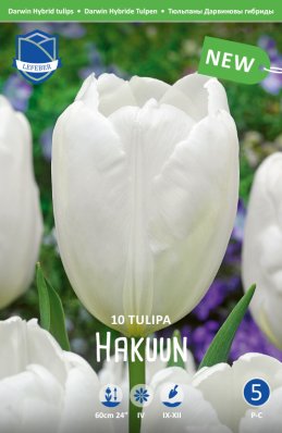 Keskiaikainen tulppaani, Darwin