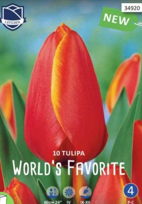 Keskiaikainen tulppaani, Darwin