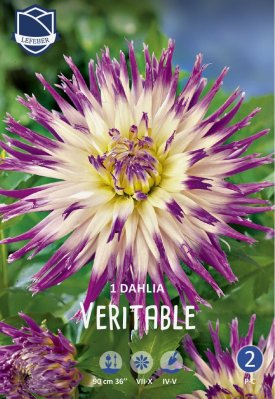 Kaktusdahlia
