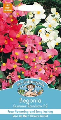 Begonia