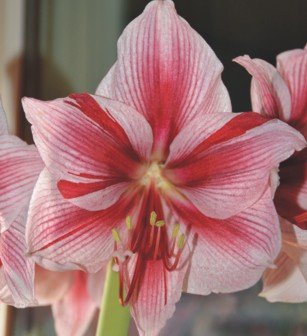 Amaryllis