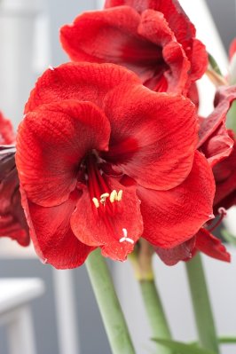 Amaryllis