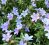 Lithodora, pluggplanta