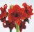 Amaryllis