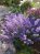 Nepeta, pluggplanta